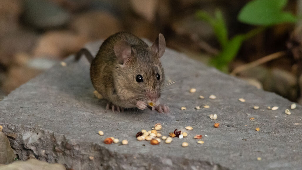Rodent, Mice and Rat Control